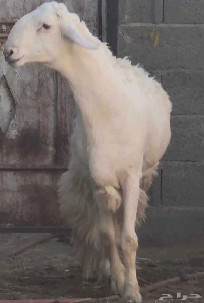 فحل نادر من اندر فحول الساحة 2