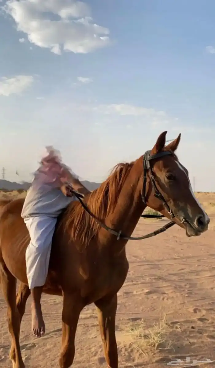 حصان شعبي كفو للبيع 1