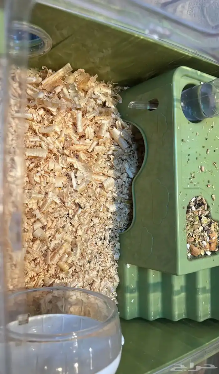 هامستر روسي للبيع 1