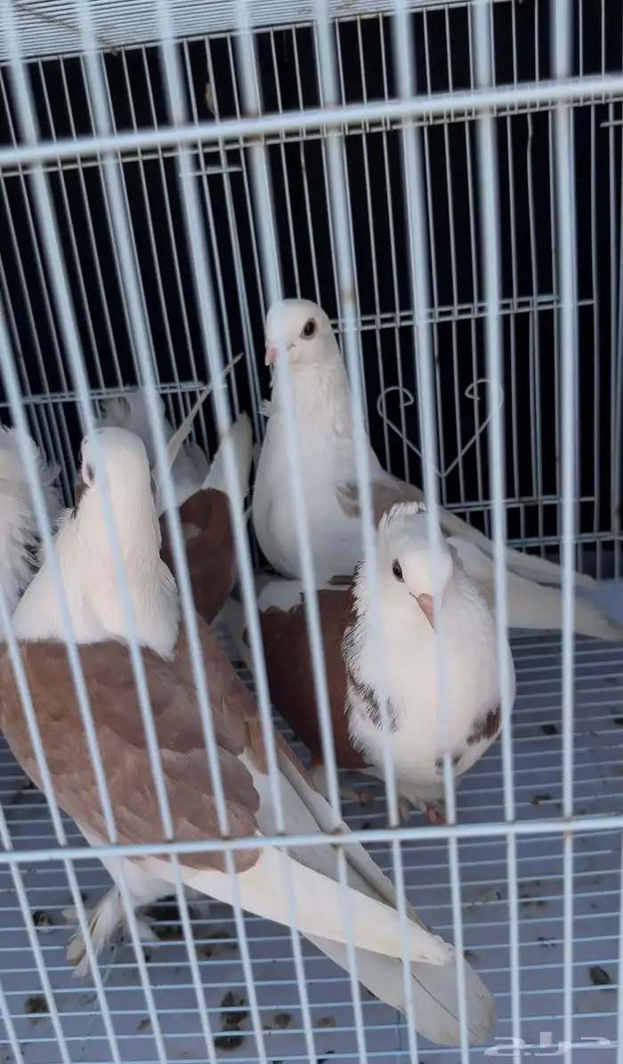 زوج لباني. زوج روماني. زوج هجين ايراني مع روماني 4