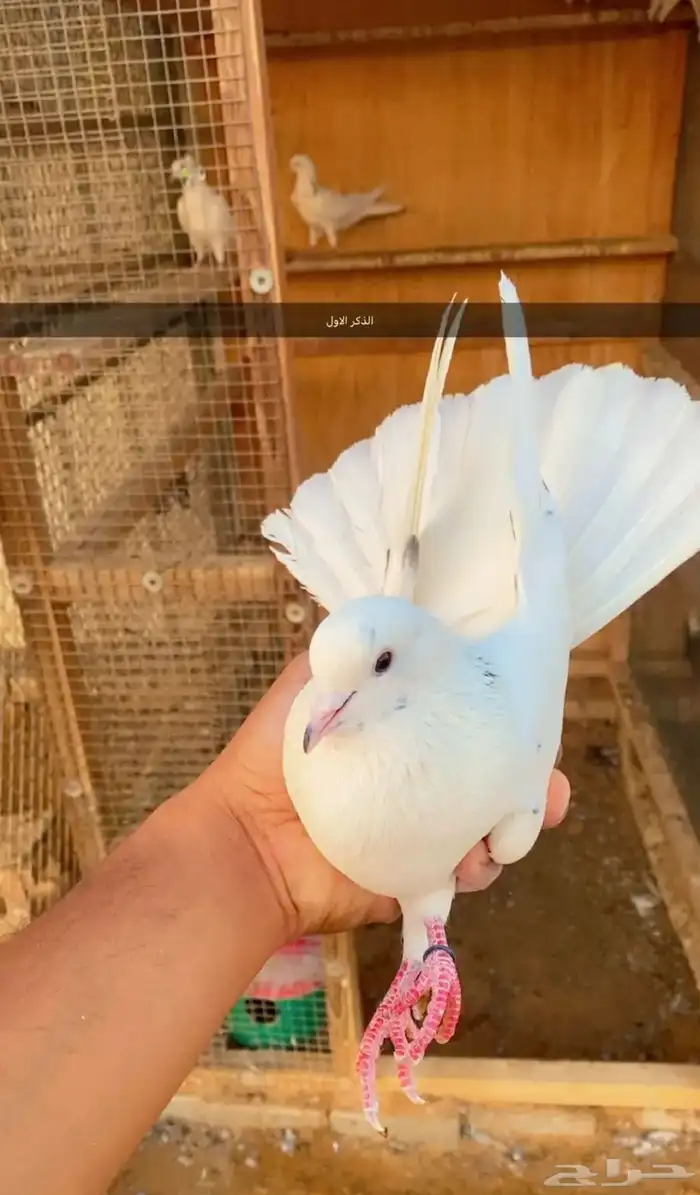 حمام قطايف 2