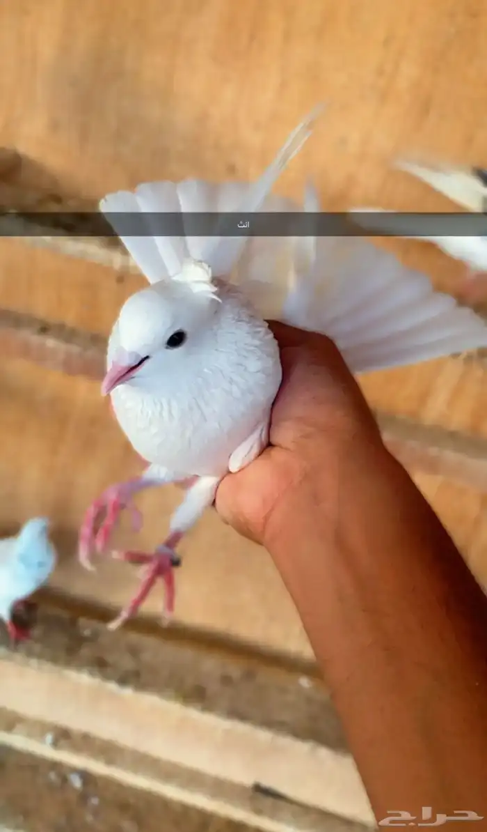 حمام قطايف 1