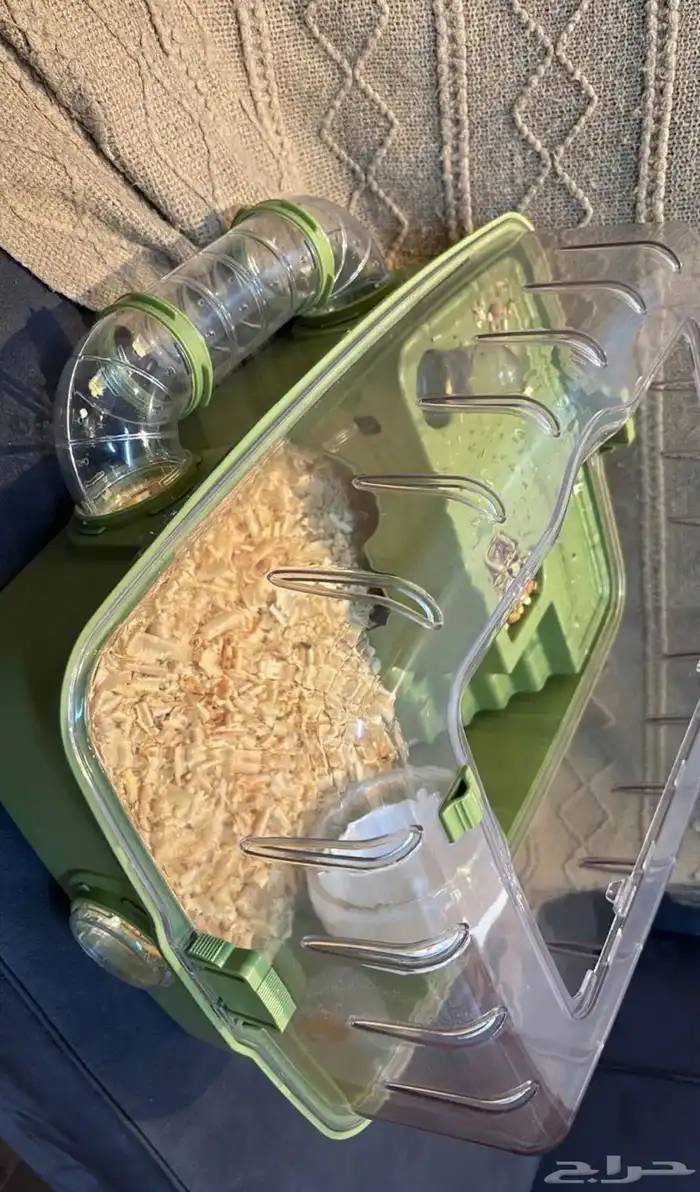 هامستر روسي للبيع 2