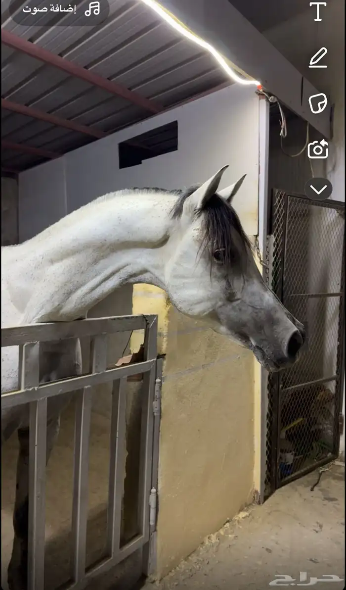 حصان فحل شيخ 0