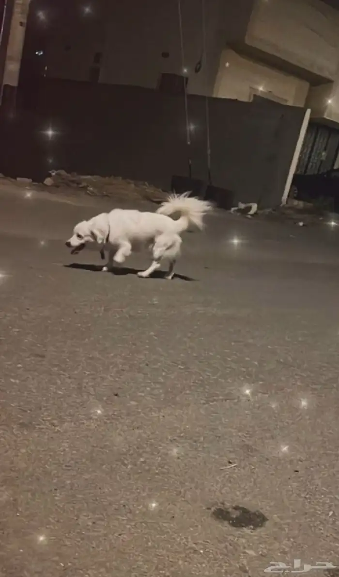 كلب لي البيع جاهز للتزواج 3