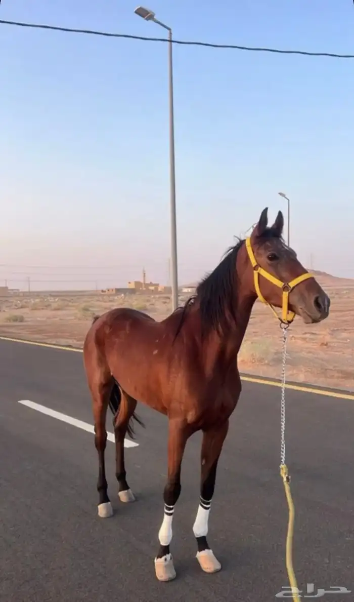 فرس شعبيه طرب 0