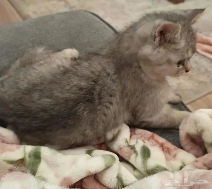 قط سكوتش عمر 3 شهور 0