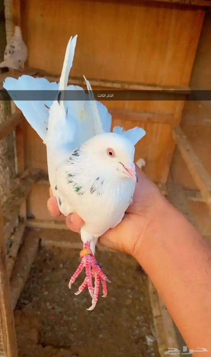 حمام قطايف 3