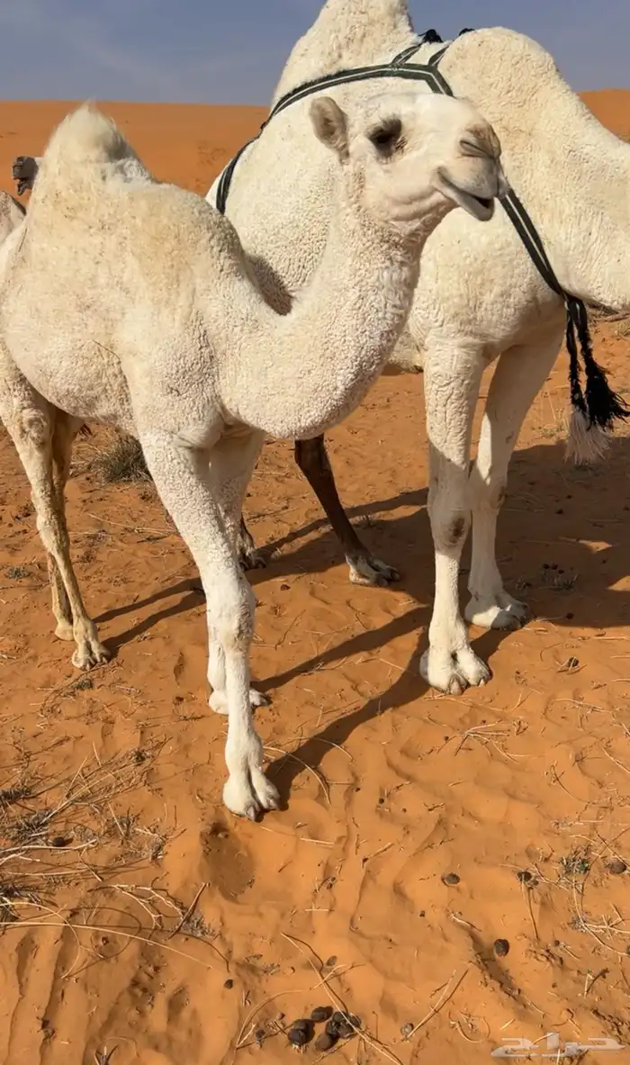 معشر ولقحه كسوب وخلفه طيبه 2