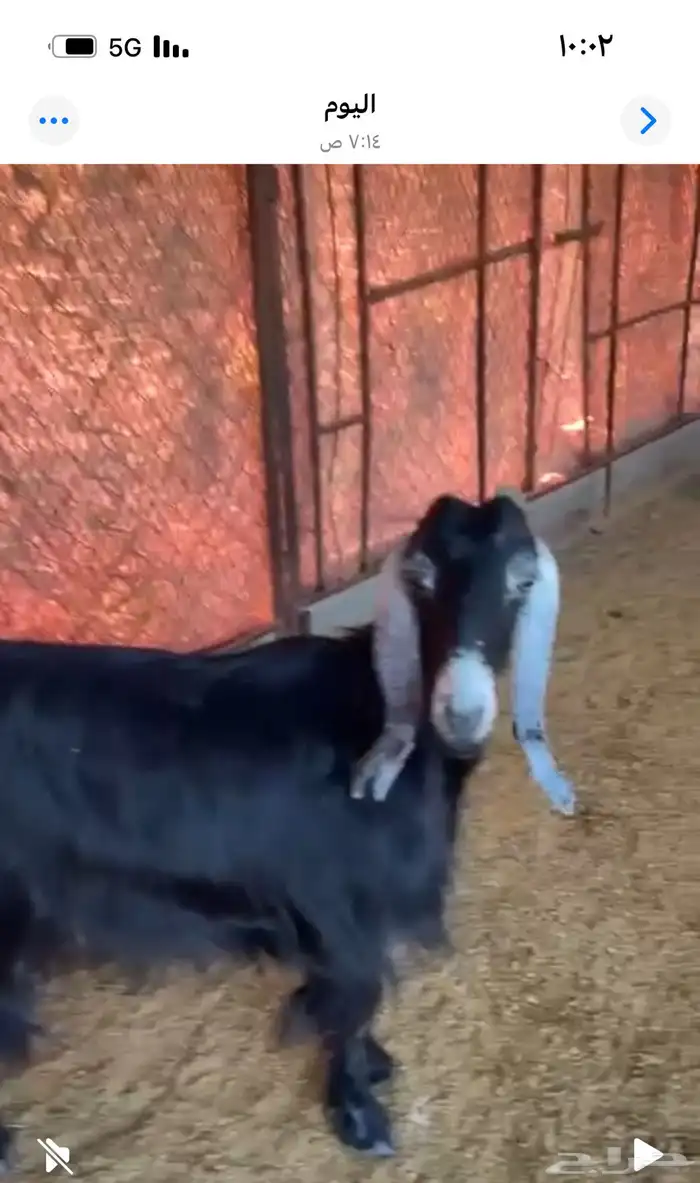 عنز عارضية كفوو حليب وافر 0