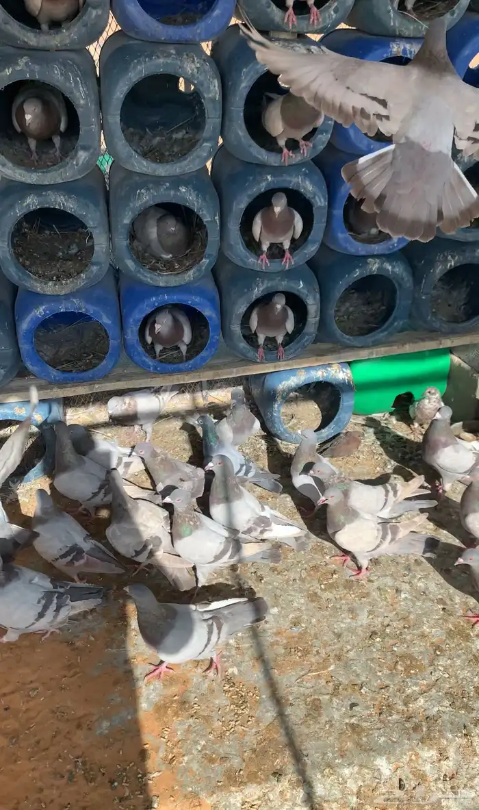 حمام سلفر سوبر جانبو حول 22 جوز 0