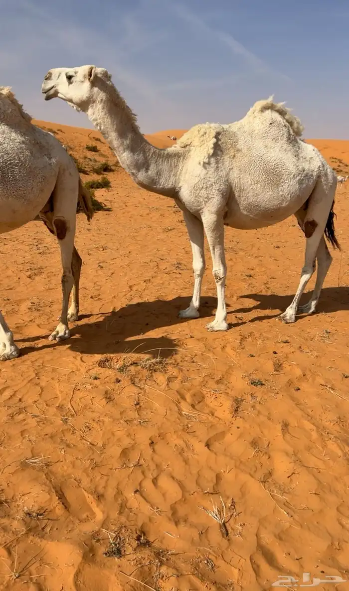 معشر ولقحه كسوب وخلفه طيبه 3