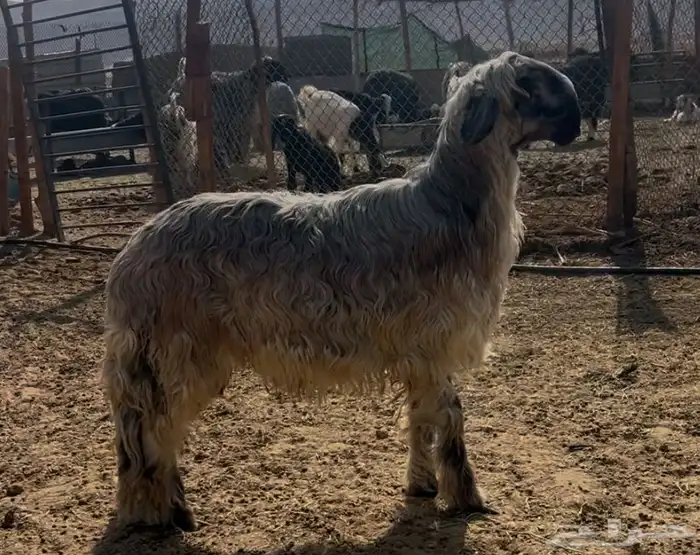 فحل نجدي رملي صنف الصنف 0