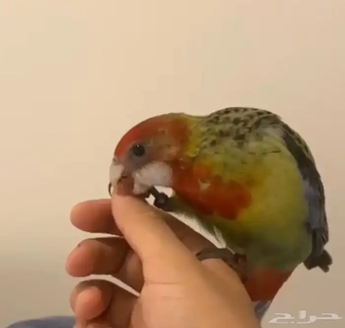 روزيلا اليف هدد 2