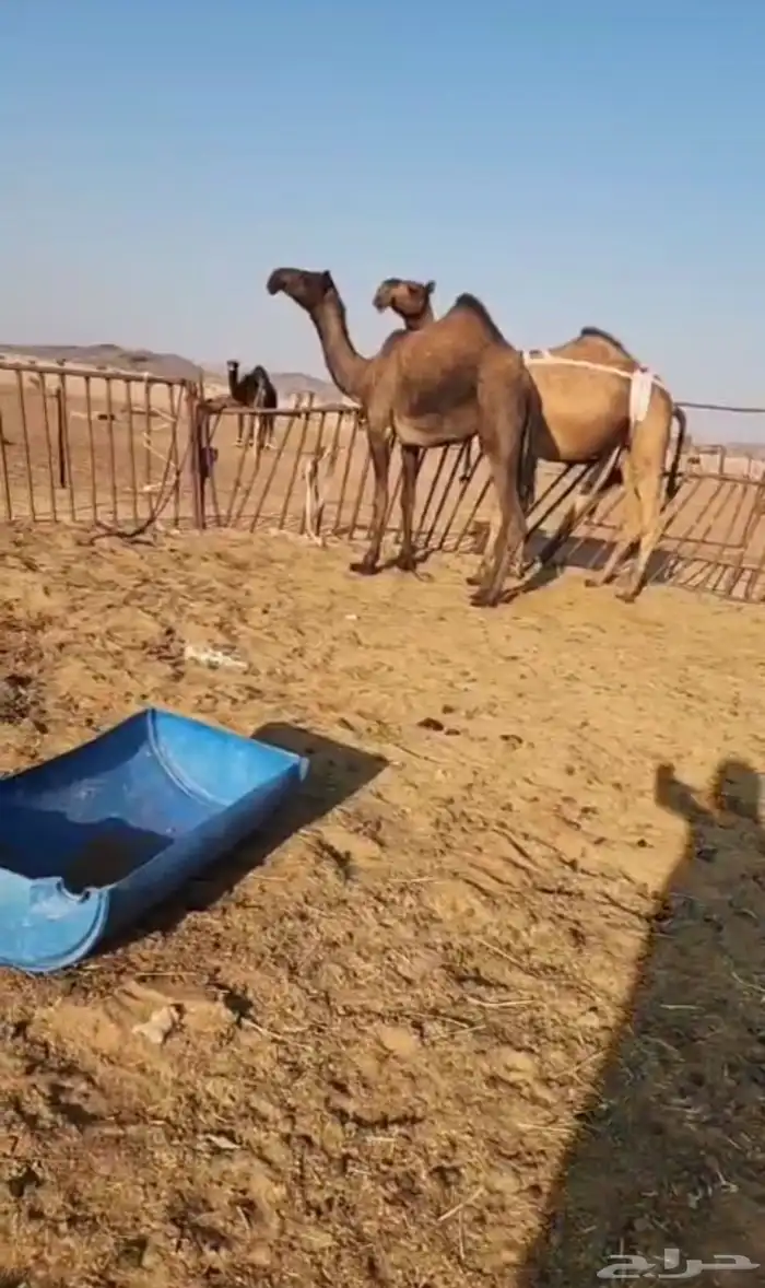 اللبيع ابل كفو. لقحات و ضرايب وعجوم 0