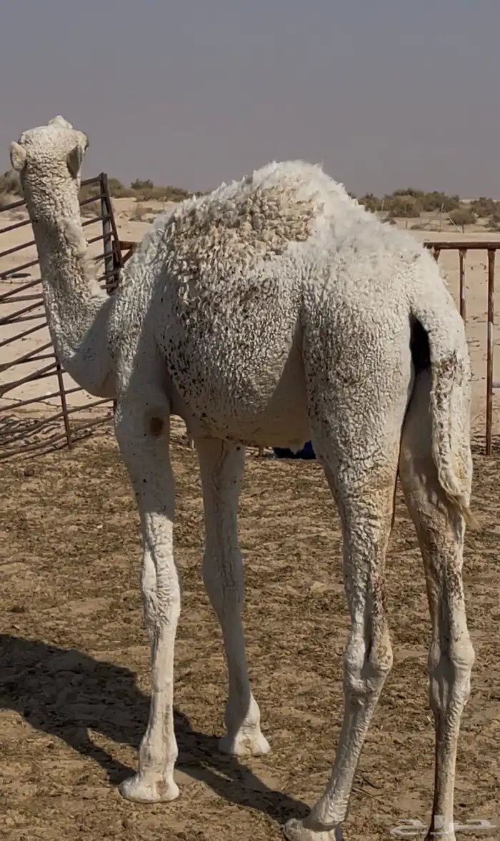 حوارة وضحى 10 شهور 0