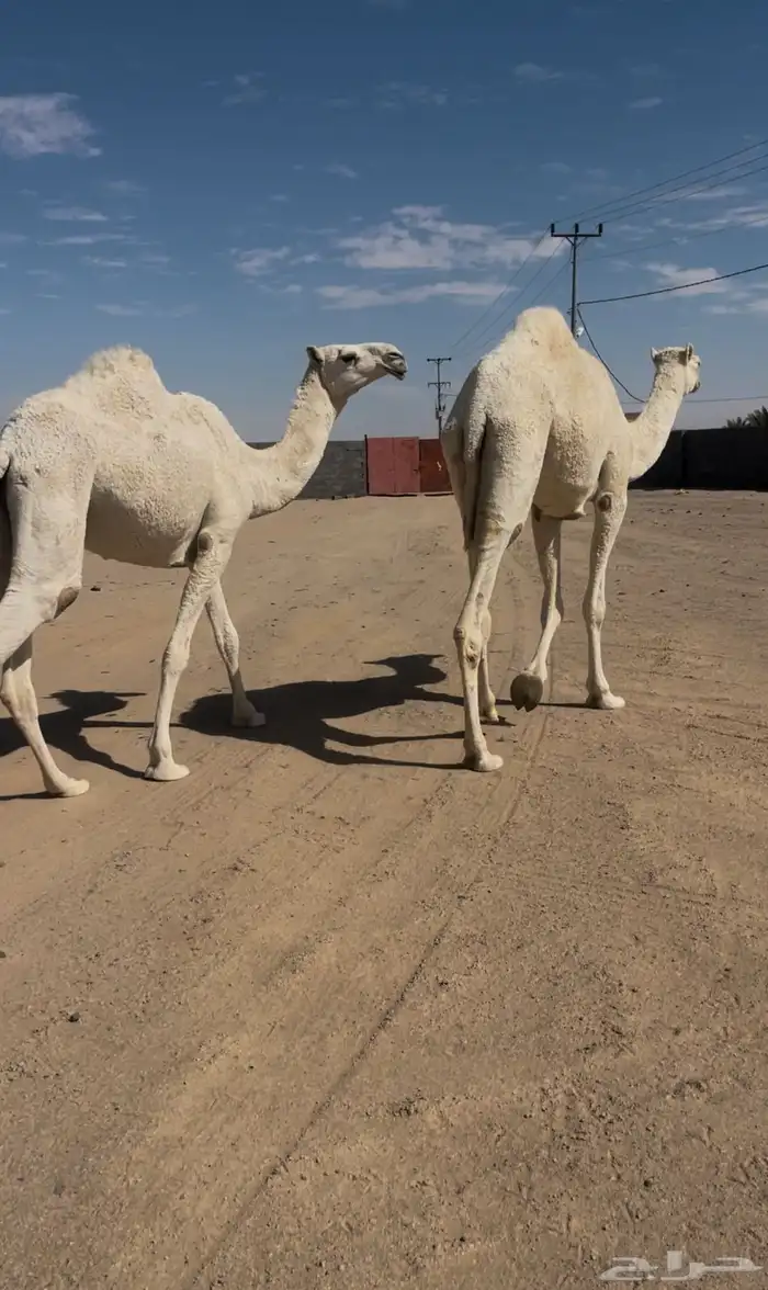 لقيه وضحاء رمانيه 0