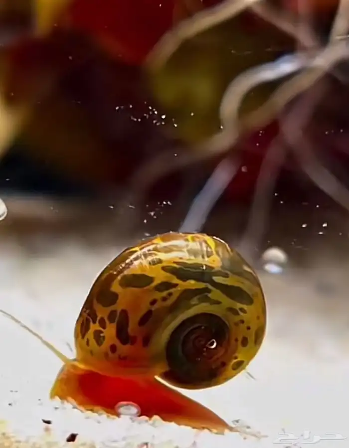 حلزون رامشون 1