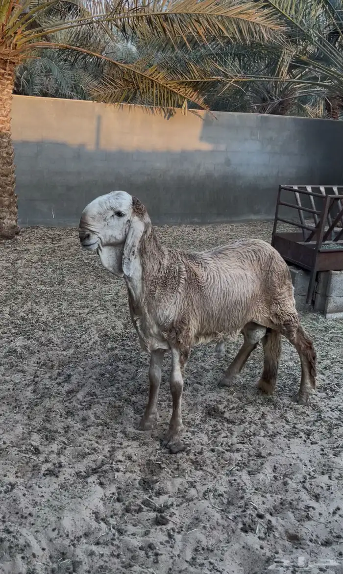 خروف درماني 0