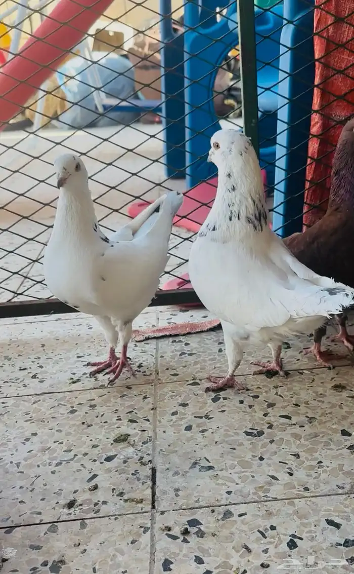 ازواج حمام كنق منتجه بسعر مناسب 1