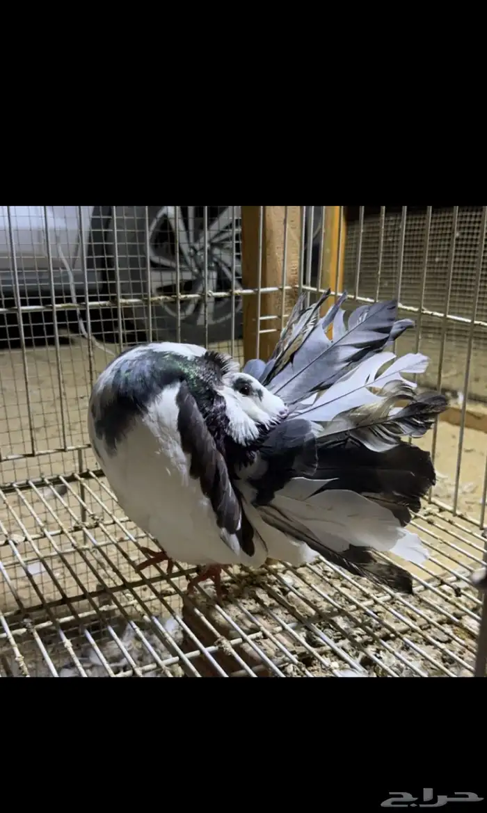 رقاص هولندي فناتيل 3