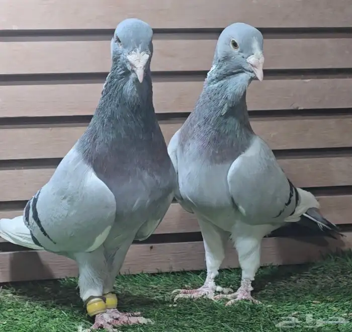 جووز ابلق فاضح فخم 3