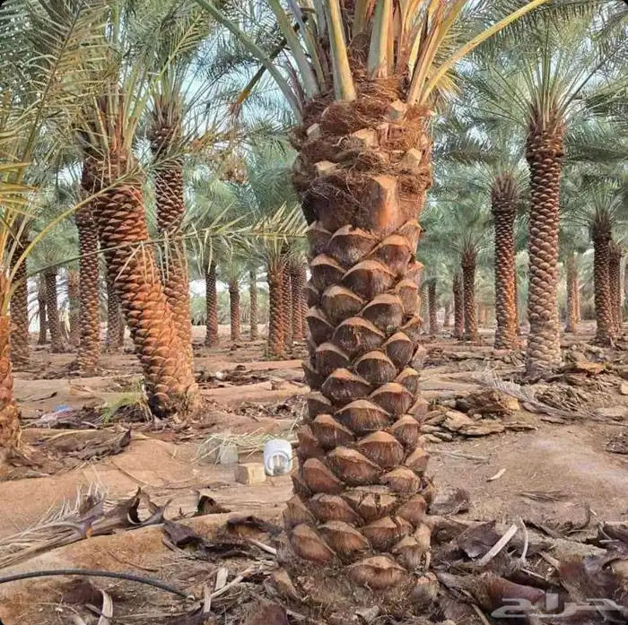 نخل للبيع وشنطني زينه أمريكي ونخل عربي مع انقل والغرس 0