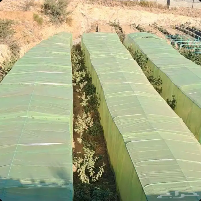 مطلوب مزرعه للايجار السنوي مكشوف او بيوت محميه في نطاق الريا 0