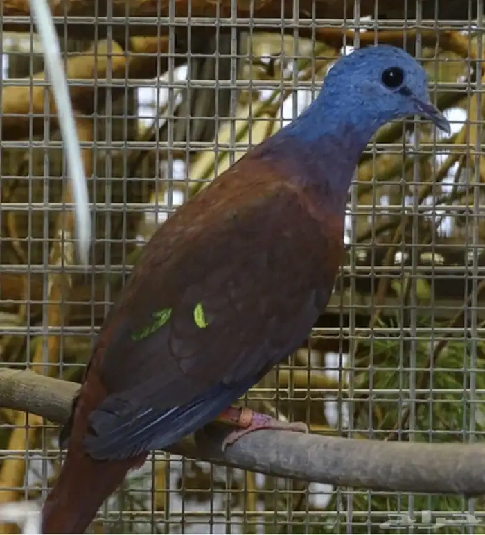 يمام ازرق الرأس Blue headed wood dove 2