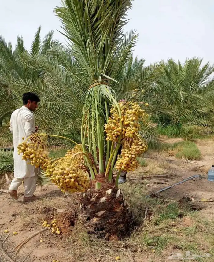 نخل مثمر نخيل نقايل واشنطني اخلاص سكري برحي صقعي شيشي هلالي 6
