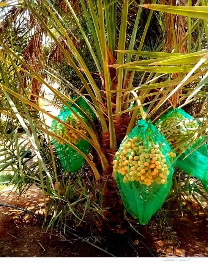 نخل مثمر نخيل نقايل واشنطني اخلاص سكري برحي صقعي شيشي هلالي 5