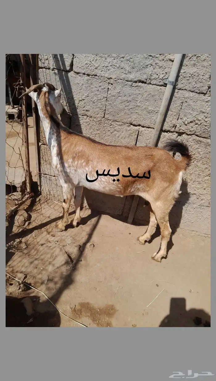 للبيع ثنتين ماعز 0