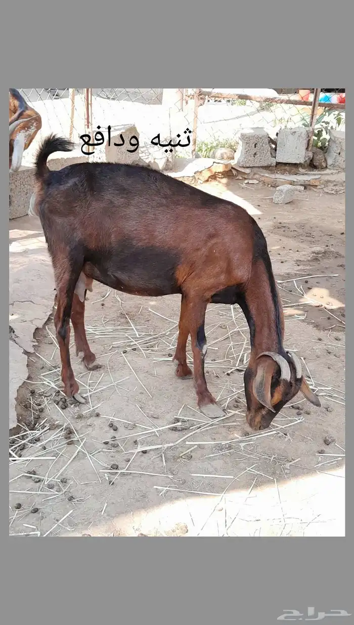للبيع ثنتين ماعز 3