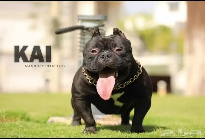 أنثى بولى بوكيت بيتبول 2