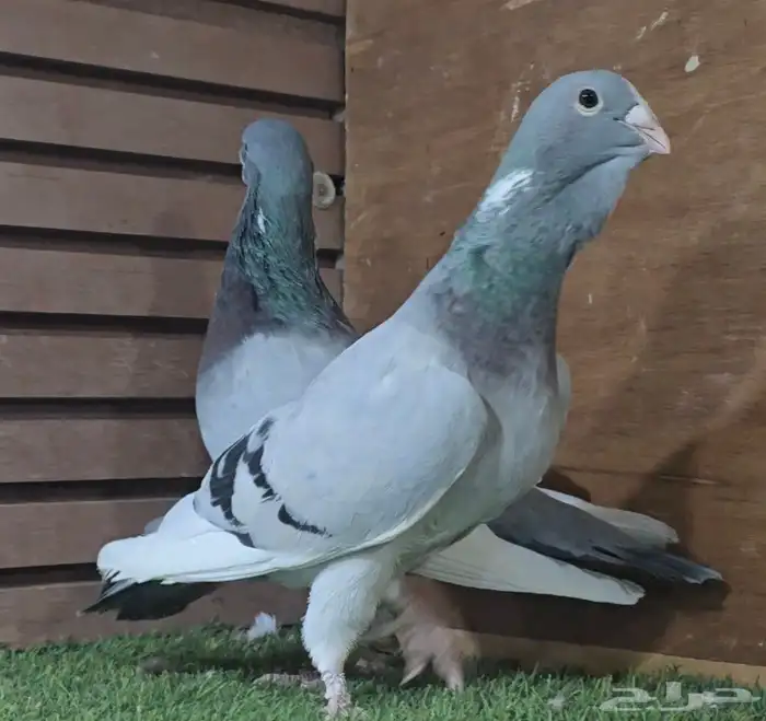 جووز ابلق فاضح فخم 0