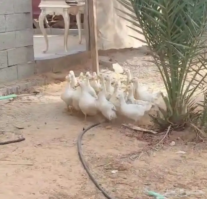 بط بكيني بياض 1