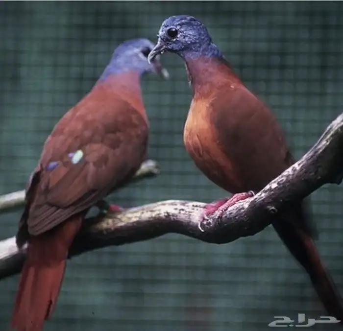 يمام ازرق الرأس Blue headed wood dove 1