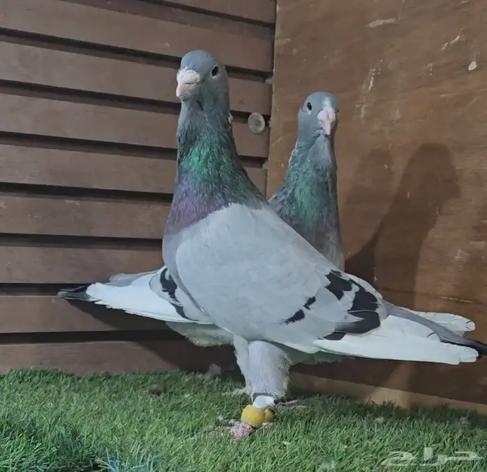 جووز ابلق فاضح فخم 5