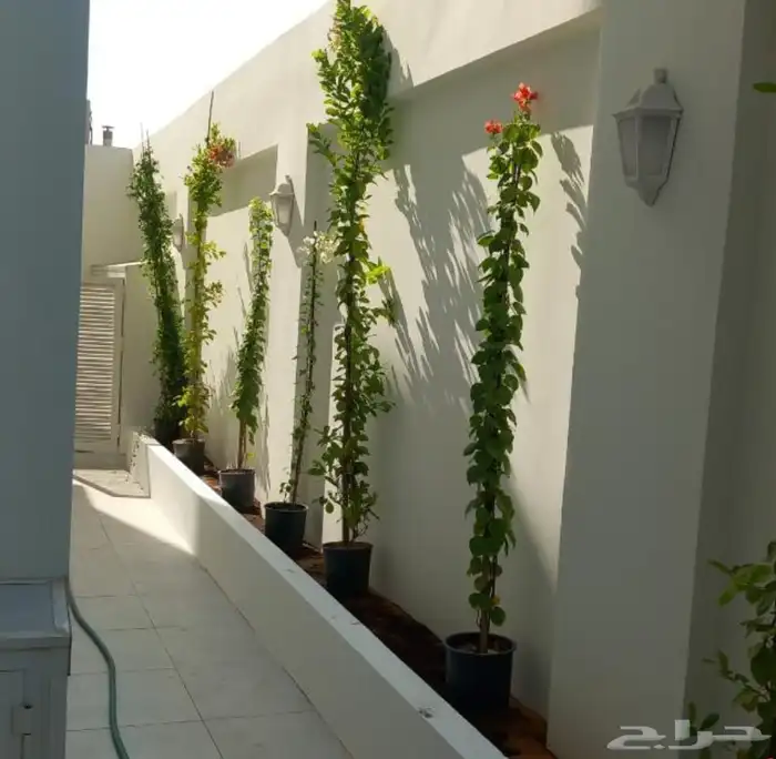 نخل واشنطني زينه جميع المقاسات وتنسيق الحدايق وقص الشجار وتك 6