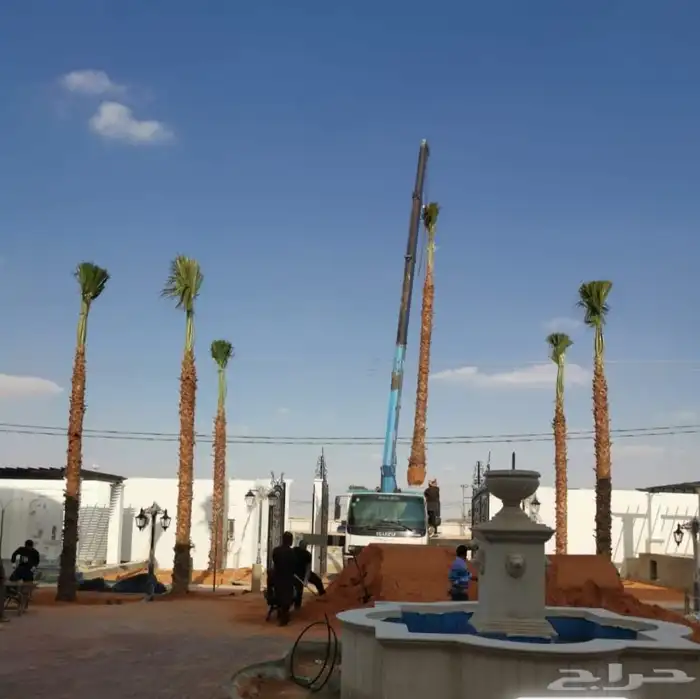 للبيع أنواع النخيل 1