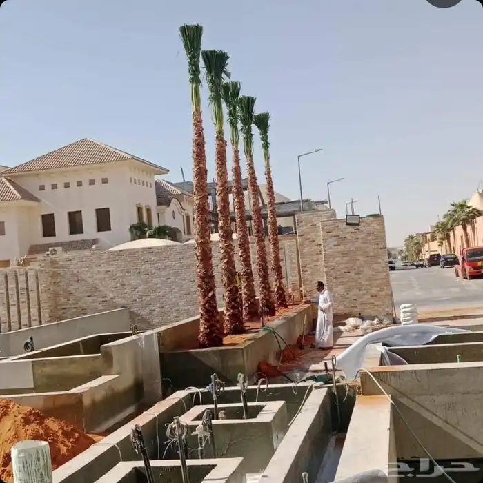 للبيع أنواع النخيل 7