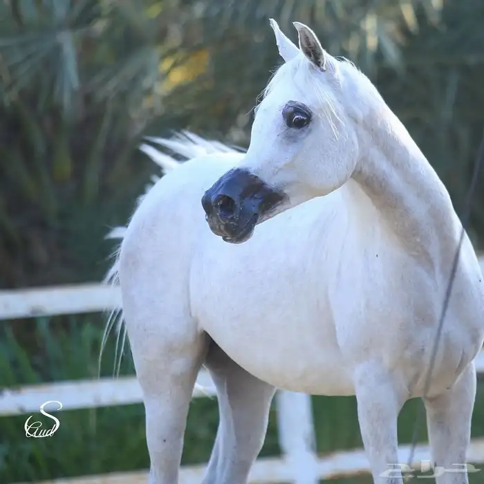 فرس واهو معسوفة 0