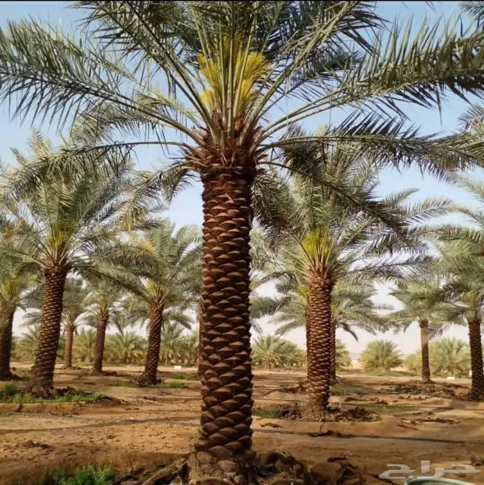 مكه المكرمه 0