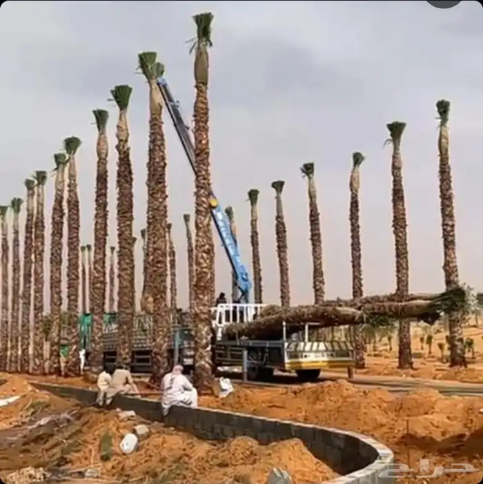 للبيع أنواع النخيل 6