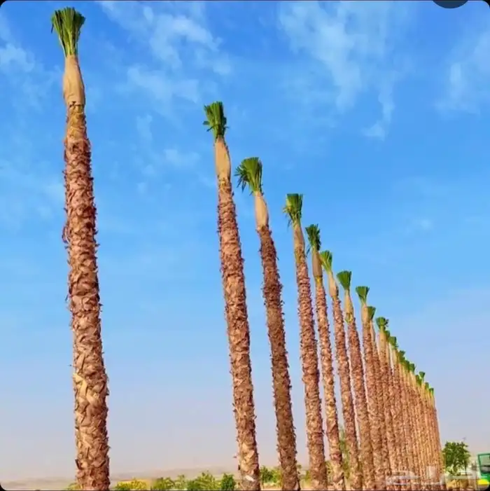 للبيع أنواع النخيل 4