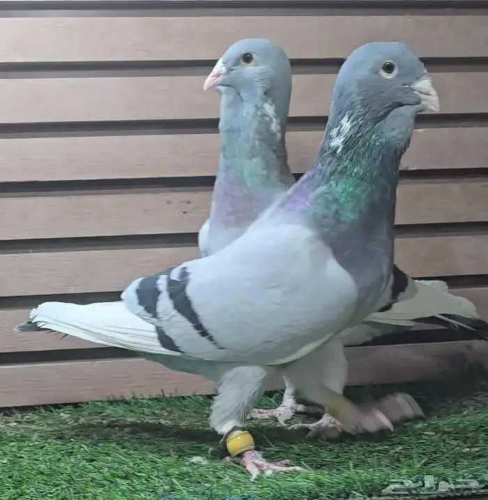 جووز ابلق فاضح فخم 2