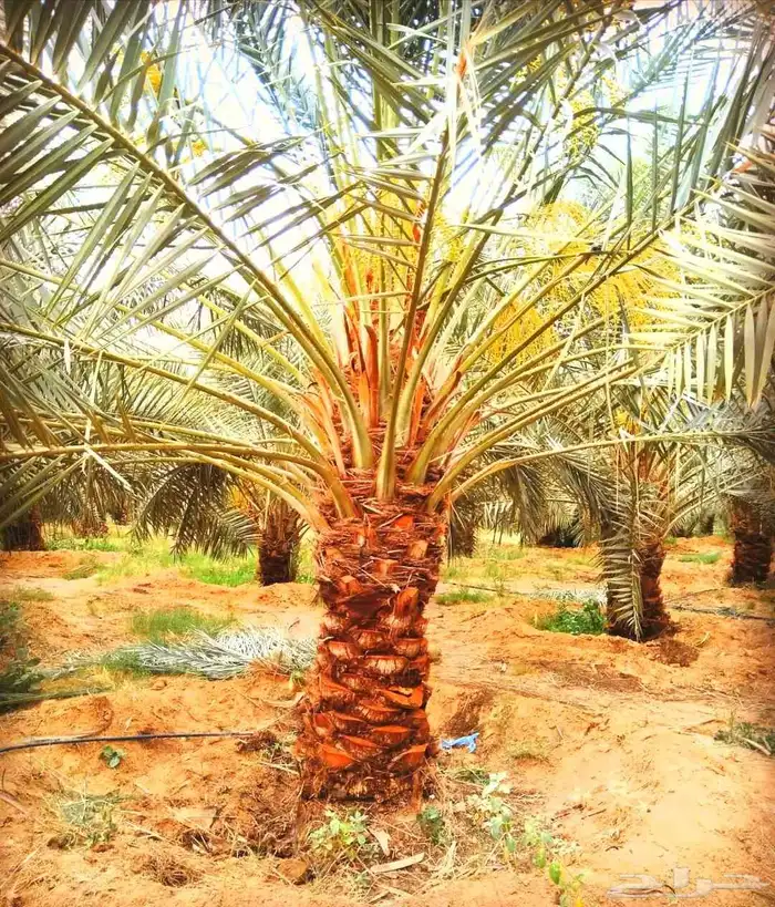 نخل مثمر نخيل نقايل واشنطني اخلاص سكري برحي صقعي شيشي هلالي 1