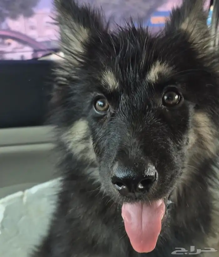 كلب جرو جيرمان شيبرد بيور 0