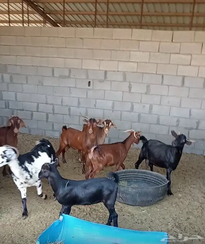 حلال للبيع 0