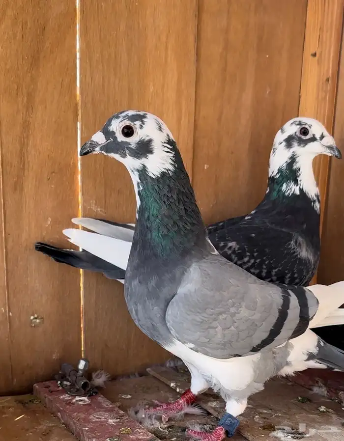 حمام زاجل سباق جان اردن 5